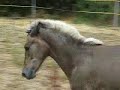 Beba - Canter - Games - � sotos206 - 5-9-2007
