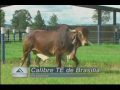 Calibre TE de Bras�lia