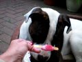 Jed the American BUlldog Eats An Ice Lolly