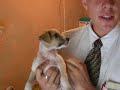 Little Puppy Dog