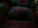 Catnip Chronicles 3
