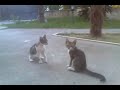 Cat fighting - DJ LIKA 21 (sherr macesh)