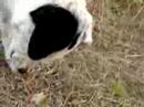 perro comeforro