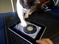iggy scratches the ipad