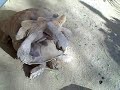 Turtle Sex Tape - up close w/sound