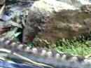 Universeum
