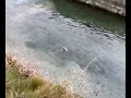 Trout Ibrid 2,3 Kg