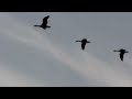 Also Flock to Sunset