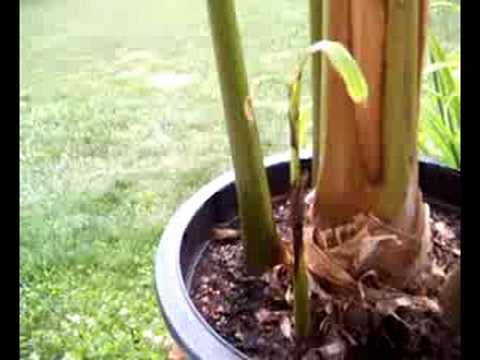 how to fertilize musa basjoo