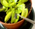 PiZzA is feeding his DIONAEA MUSCIPULA with a fly