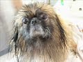 Giuliano, il cagnolino amato da tutti Giuliano, il cagnolino amato da tutti
