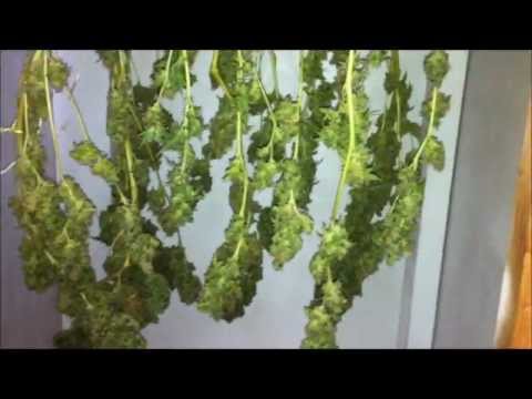 how to grow with a 150 watt hps