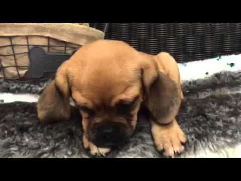 Sweet & Spunky, The Perfect Female Puggle !!