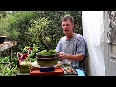 how to plant a weeping willow tree