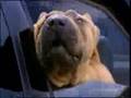 dog facial - cute
