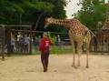 Mise bas d'une girafe