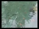 Carps in Baotu Spring of Jinan
