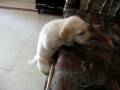 videos de surya climbing