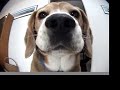 this beagle knows