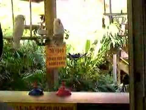 Saint thomas island bird show