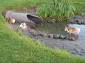 4th of July Corgi Tea Party