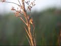 Straight-billed Redhaunter. Limnoctites rectirostris..wmv