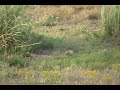 17-hmr-squirrel-shooting-exploding-squirrels.html