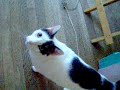 Bunny Muffin Caturday Bunny Muffin Caturday