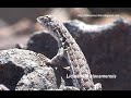 Lagartijas chilenas - Liolaemus platei y atacamensis (SilvestresChile)