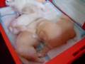 kissing-puppies