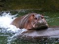 Philadelphia Zoo Hippos in Water Philadelphia Zoo Hippos in Water