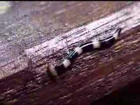 Juvenile Land Planarian