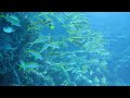 Lot of fish