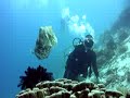 Scuba Diving in Gili Trawangan