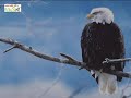 The Seven Principles of an Eagle