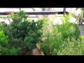 Rooftop Garden