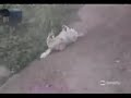 perro-picor espalda