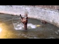 Play Fighting Tigers (Tiger Temple, Thailand)