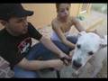 videos de Justicia para perro Pancho