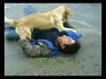 cuidado con los perritos
