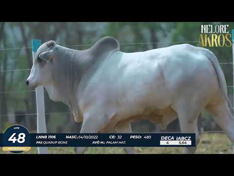 4� DE OLHO DA FAZENDA NELORE AKROS