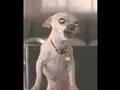 Chihuahua video