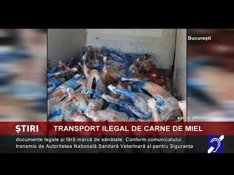 Transport ilegal de carne de miel