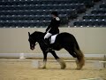 Blarney Stone's Tracey, dressage at the 2009 National Gypsy Show