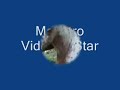 Maestro, the Appaloosa foal