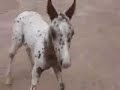 Maestro, the Appaloosa foal