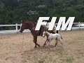 Maestro, the Appaloosa foal