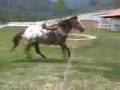 Maestro, the Appaloosa foal