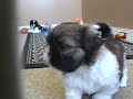 Click here to watch this video Kate, William, Pippa.wmv