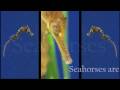 The Secret Lives of Seahorses at the Monterey Bay Aquarium